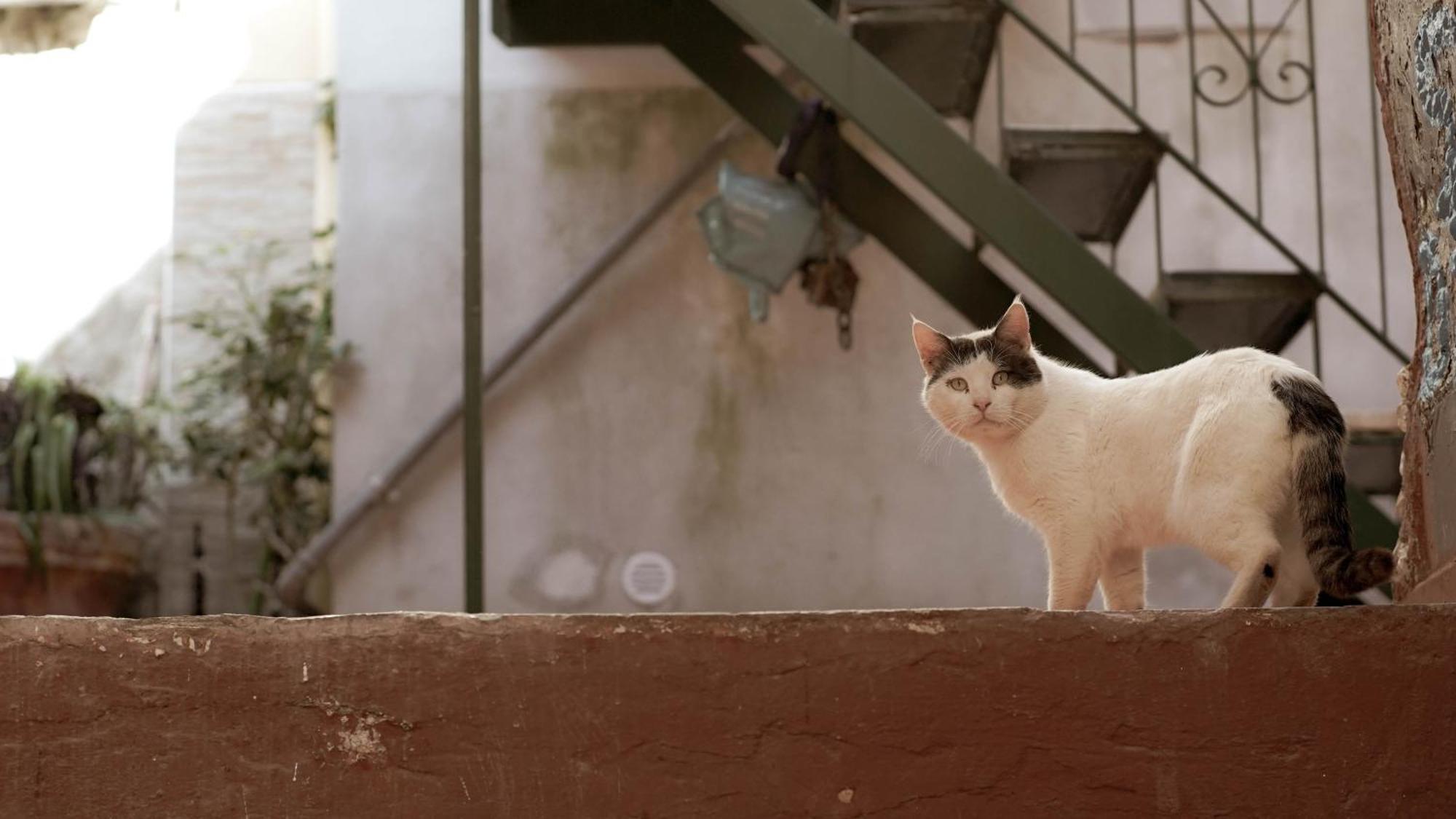 세타라 Casa Nel Borgo Dei Gatti 아파트 외부 사진